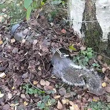Squirrel Extermination Cardiff
