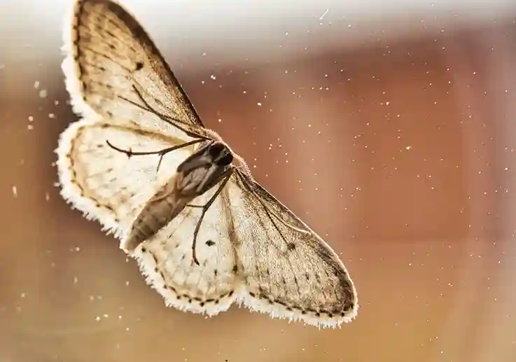 Brown house moth extermination in Cardiff