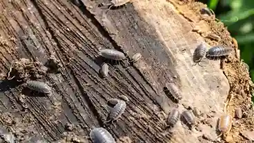 woodlice extermination in Brampton
