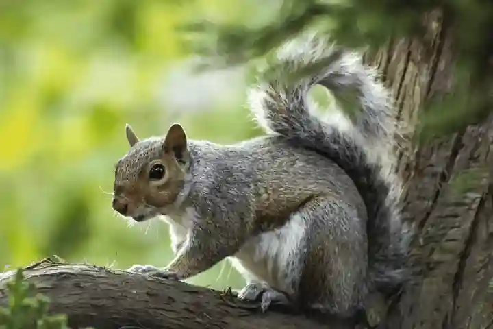 squirrel extermination process in Cardiff