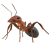 ant control