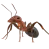 ant control