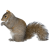 squirrels