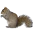 squirrels